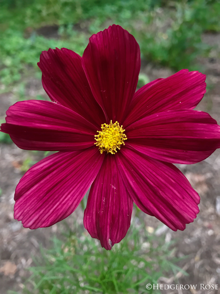 Cosmos bipinnatus 'Rubenza' – Hedgerow Rose®
