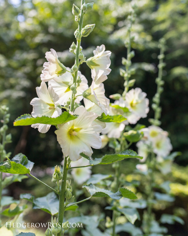 My Fig Leaf Hollyhock Experiment