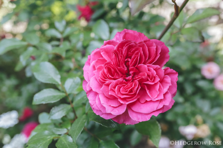 Celebration of Roses, January 10: Ivor’s Rose (Beadonald)