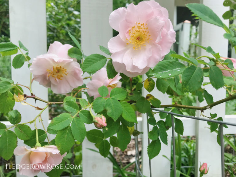 Celebration of Roses, January 19: Nymphenburg