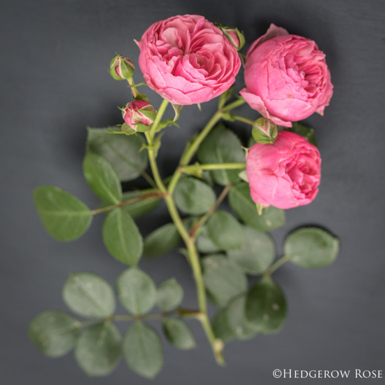 Celebration of Roses, January 20: Pomponella®