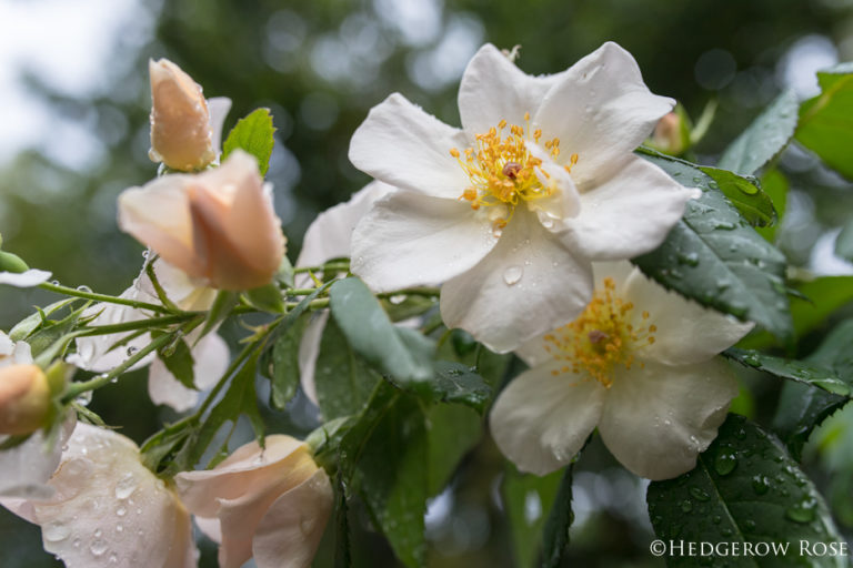 Celebration of Roses, January 23: Sally Holmes