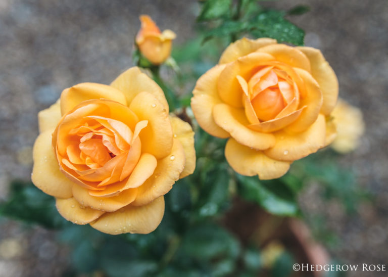 Celebration of Roses, January 25: South Africa (KORberbeni)