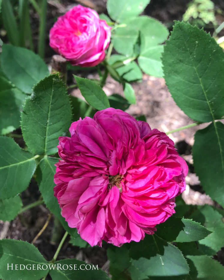 Romancing “Fantin-Latour” Centifolia Rose – Hedgerow Rose®