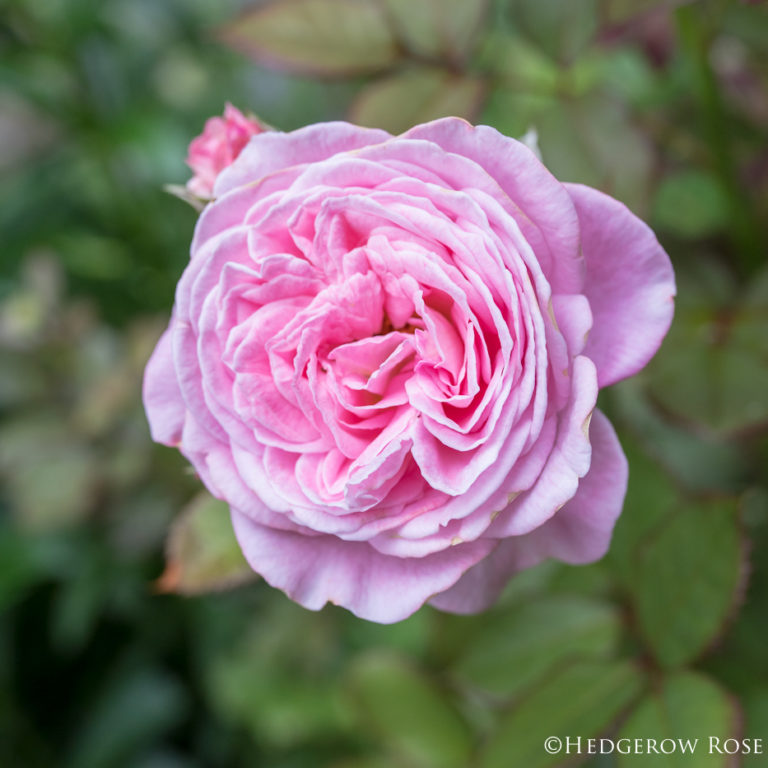 Rounding Up the Strays: Roses Excluded from Celebration of Roses