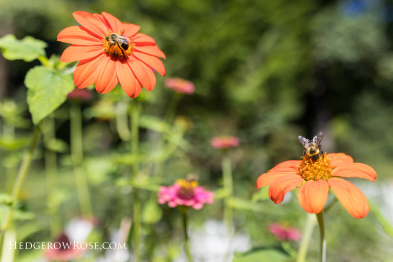 Tithonia: My Surprising New Love (And a SEED GIVEAWAY!)