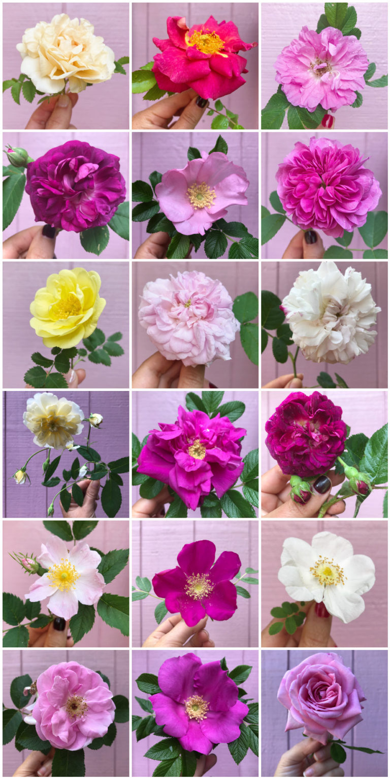 Simple Beauty Rose Series – Volume 6 – 2019