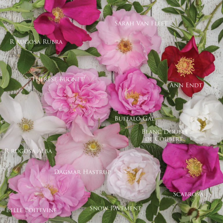 Our Former Garden: The Rugosa Rose Collection
