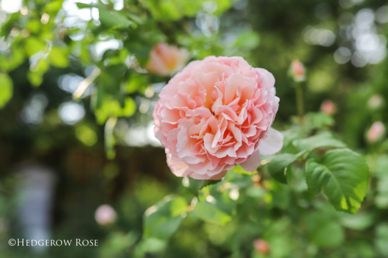 Growing Rosa ‘Princesse Charlène de Monaco ®’