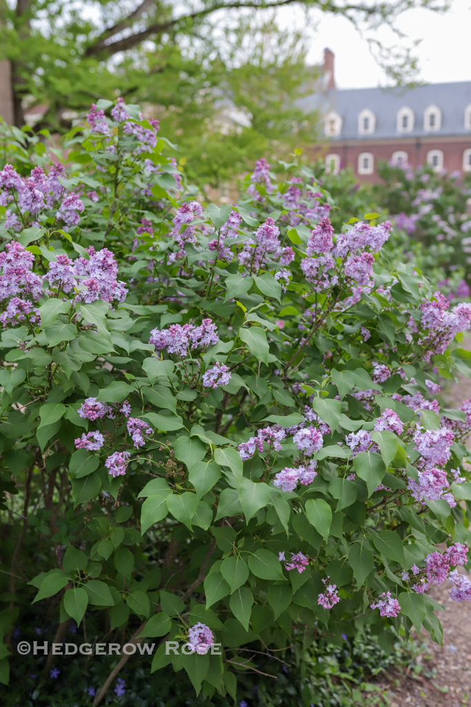 The Lilac Walk at Penn State University