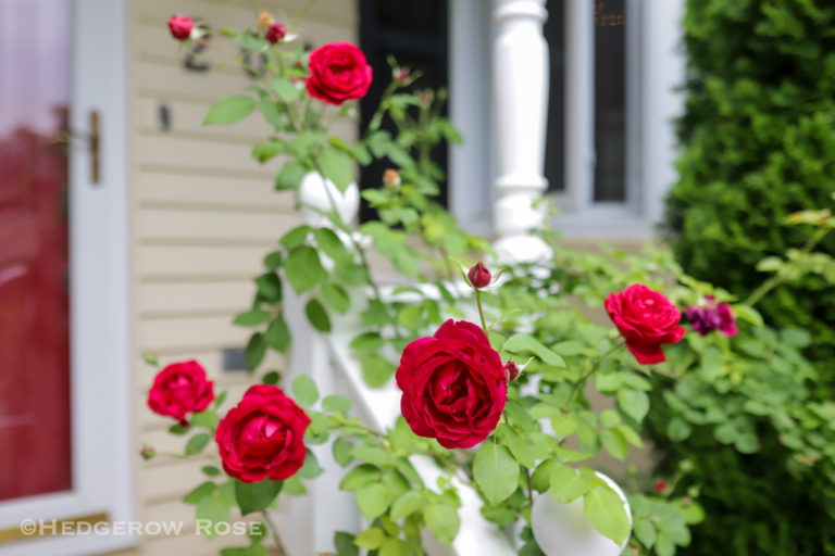 Growing ‘Rhode Island Red’ or “Field of the Wood” Climbing Rose