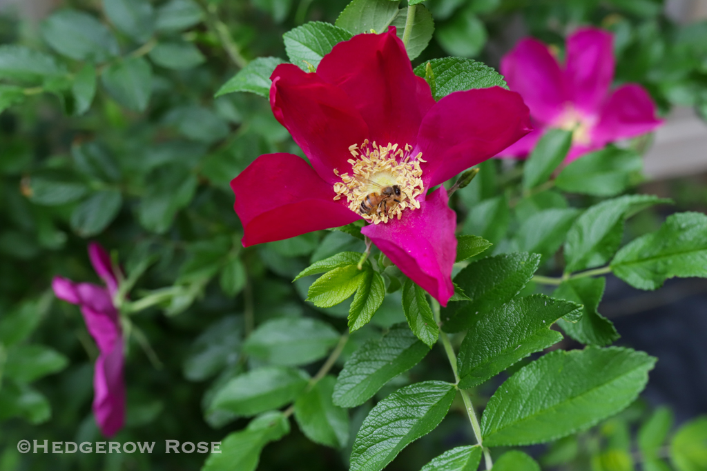 alimentar girasol carbón Our Former Garden: The Rugosa Rose Collection – Hedgerow Rose®