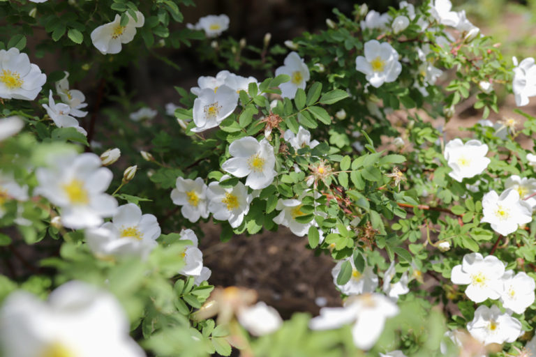 Growing Rosa spinosissima