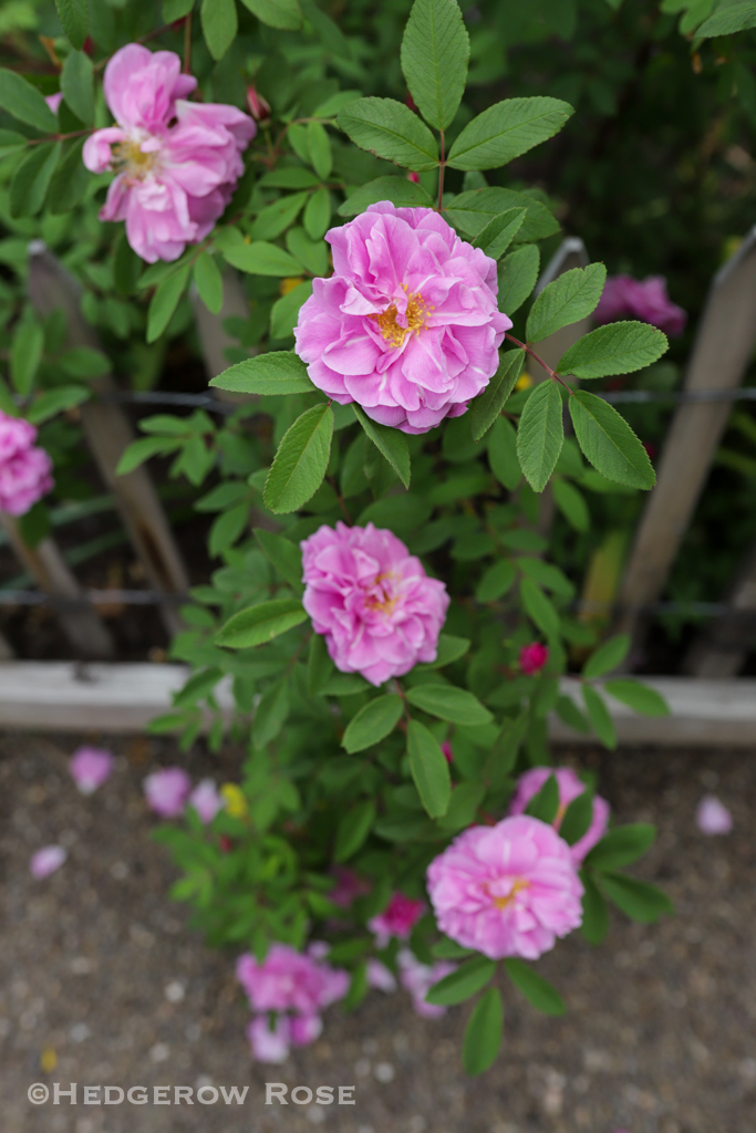 Growing ‘Thérèse Bugnet’ Hybrid Rugosa Rose