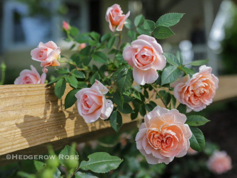 Growing ‘Colette’ Climbing Rose