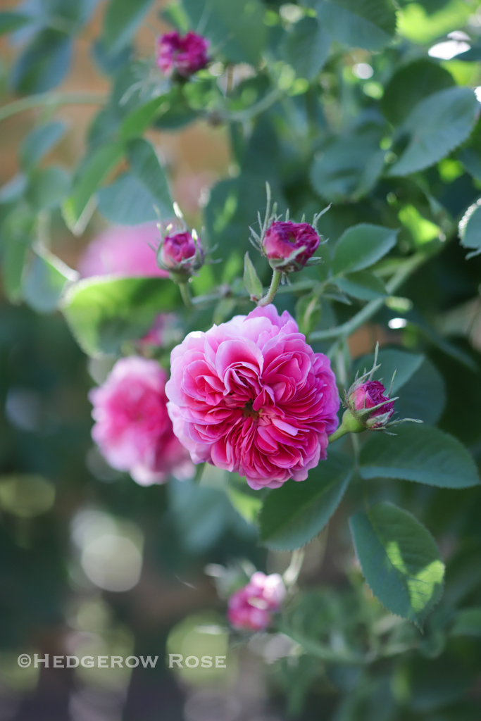 Growing ‘Désirée Parmentier’ a Hybrid Centifolia / Gallica Rose