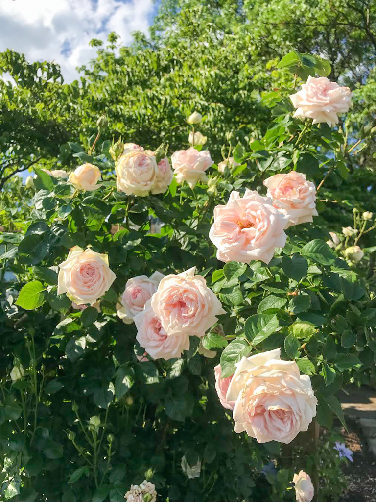 Growing Madame Anisette® Grandiflora Rose – Hedgerow Rose®