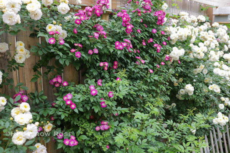 A Tapestry of Plants: Roses and Vines to Conceal a Privacy Fence