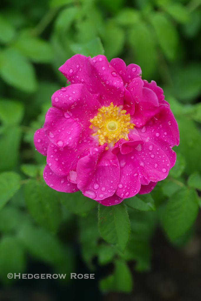 Our Former Garden: A Collection of Gallica Roses – Hedgerow Rose®