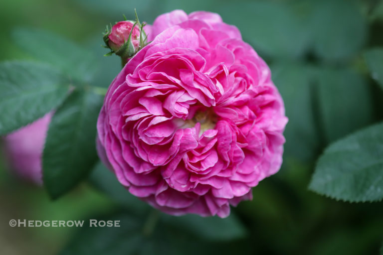 Our Former Garden: A Collection of Gallica Roses