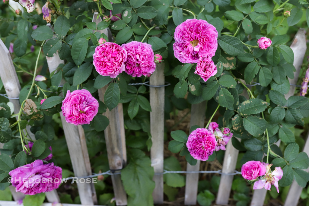 Our Former Garden: A Collection of Gallica Roses – Hedgerow Rose®