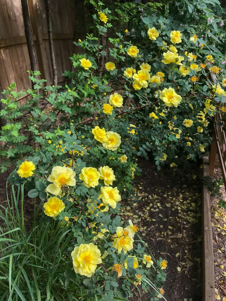 Growing Rosa spinosissima – Hedgerow Rose®