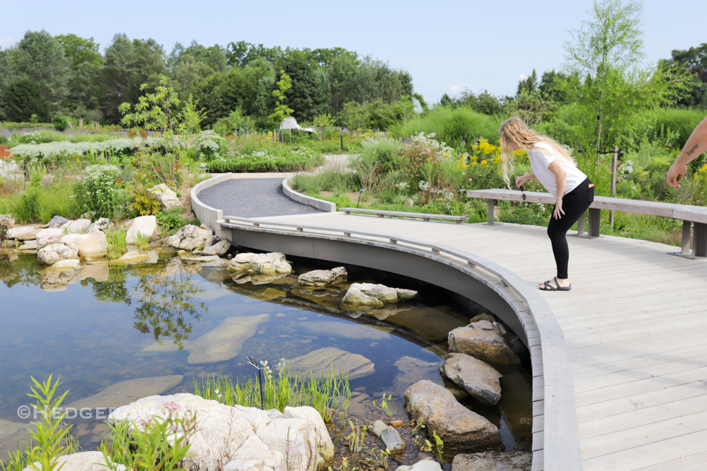 The (New) Pollinator & Bird Garden at Penn State – Hedgerow Rose®