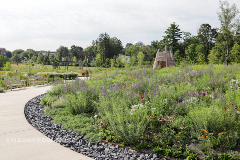 The (New) Pollinator & Bird Garden at Penn State – Hedgerow Rose®