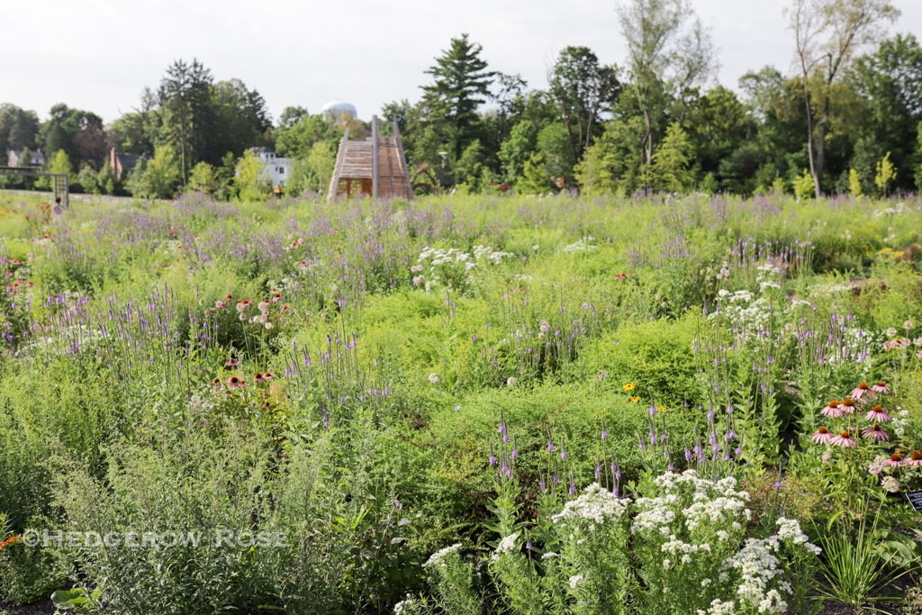 The (New) Pollinator & Bird Garden at Penn State – Hedgerow Rose®