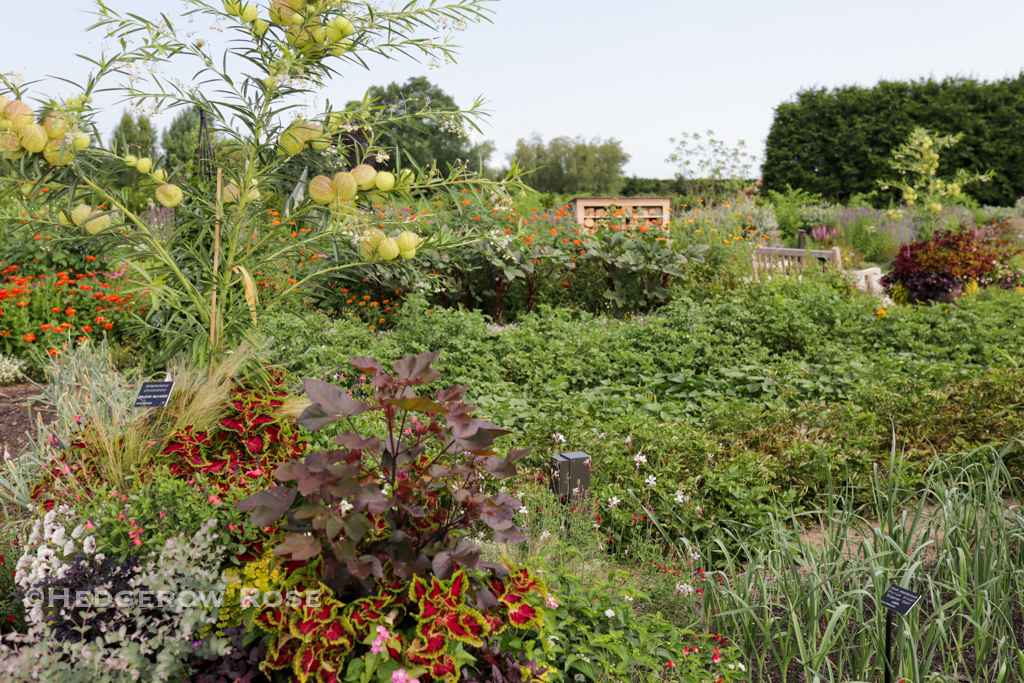 The (New) Pollinator & Bird Garden at Penn State – Hedgerow Rose®