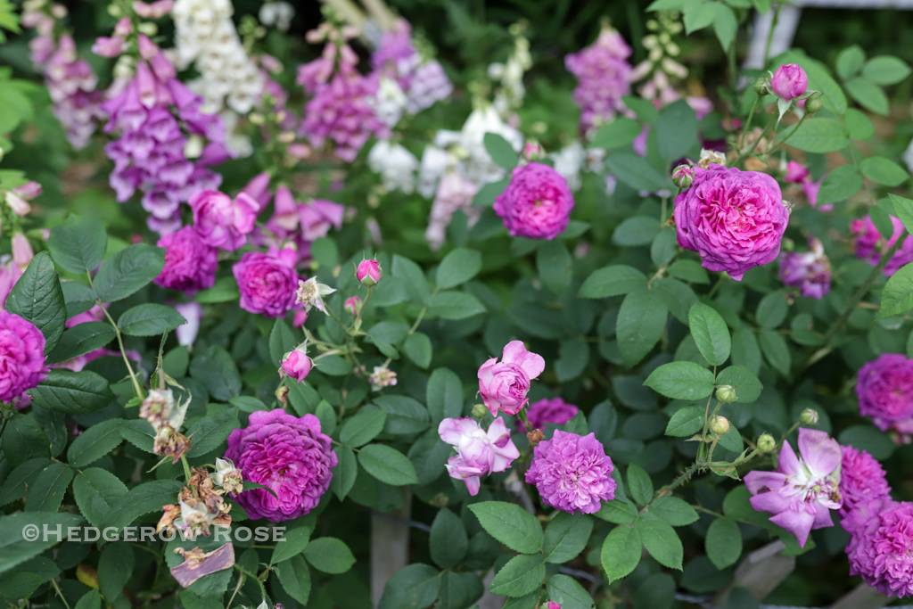 Our Former Garden: A Collection of Gallica Roses – Hedgerow Rose®