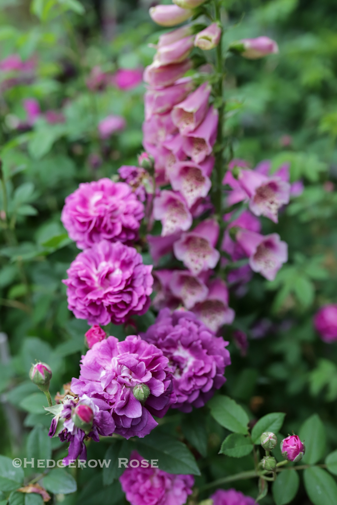 Our Former Garden: A Collection of Gallica Roses – Hedgerow Rose®