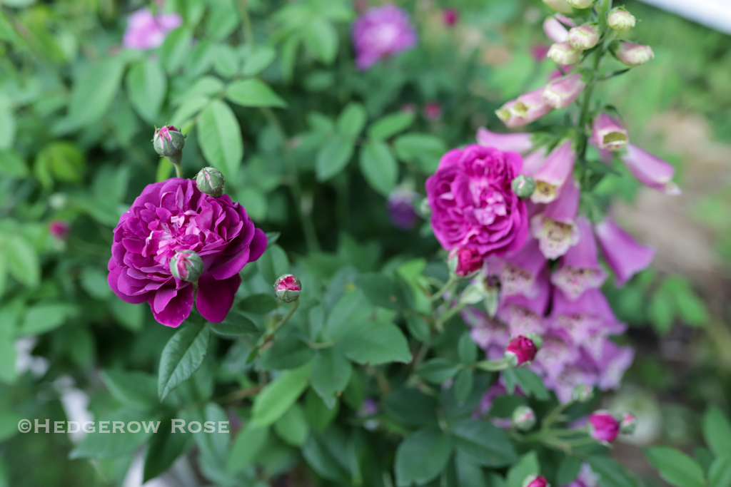Our Former Garden: A Collection of Gallica Roses – Hedgerow Rose®