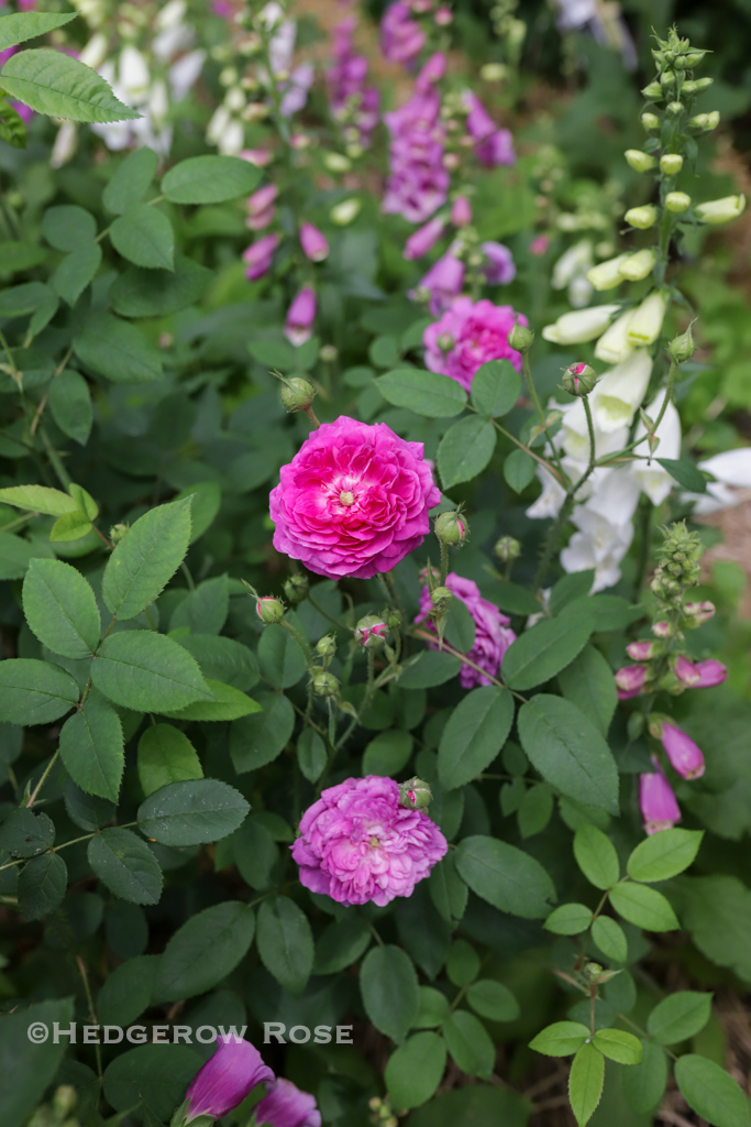 Our Former Garden: A Collection of Gallica Roses – Hedgerow Rose®