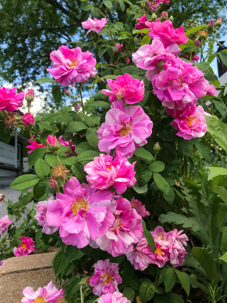 Our Former Garden: A Collection of Gallica Roses – Hedgerow Rose®