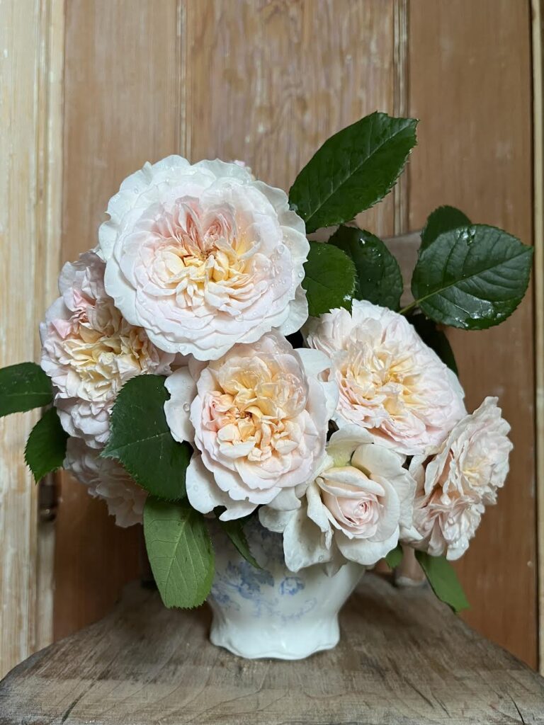 Is this my new favorite David Austin rose?