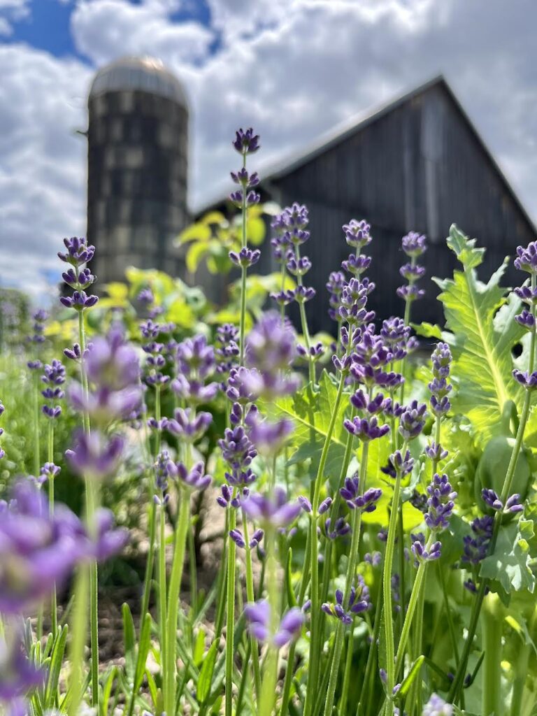 My Glimmer: The Allotment Garden