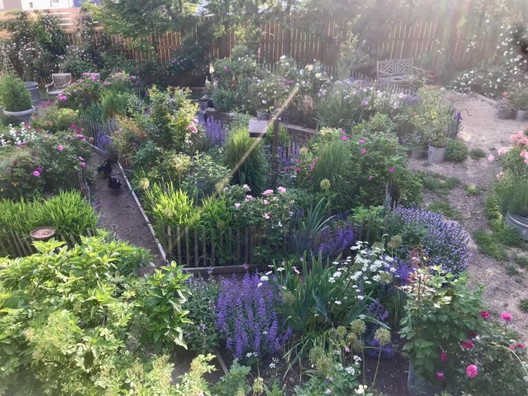 How we converted a suburban backyard into a lush, pollinator-filled oasis in under 3 years…